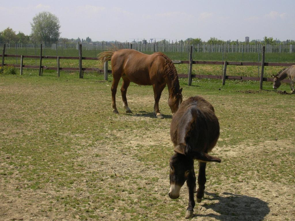 Agriturismo Casa Carpanelli Nonantola Экстерьер фото