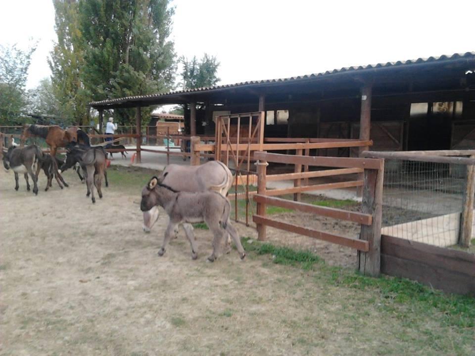 Agriturismo Casa Carpanelli Nonantola Экстерьер фото